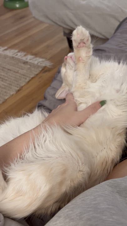 Enlarge Casper *New pics and bio, an adopted Domestic Long Hair in Vancouver, BC video 5/6