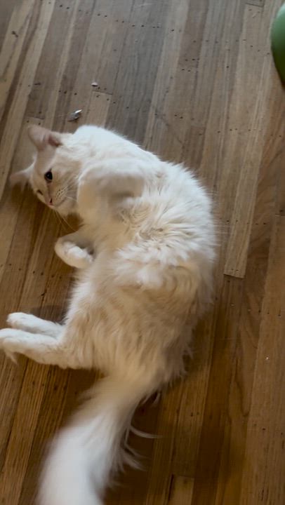 Enlarge Casper *New pics and bio, an adopted Domestic Long Hair in Vancouver, BC video 6/6