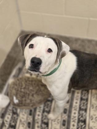 Chloe, Adoptable, Adult Female Pit Bull Terrier & Mixed Breed.