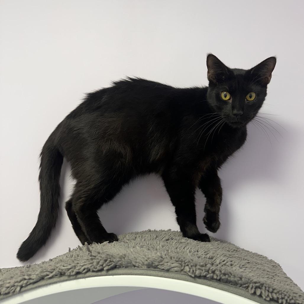 Enlarge Coco, a Adoptable Domestic Short Hair in Boston, MA image 1/6