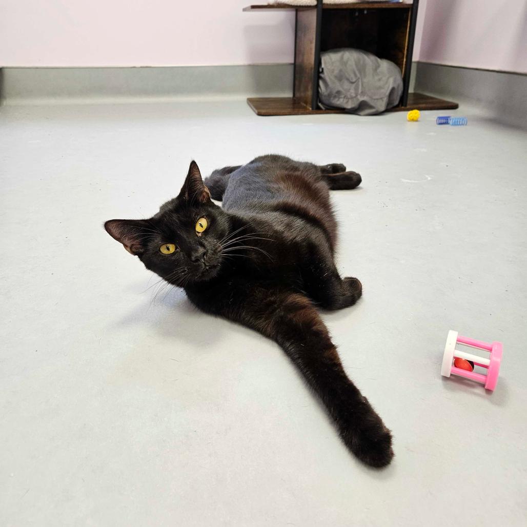 Enlarge Coco, a Adoptable Domestic Short Hair in Boston, MA image 2/6