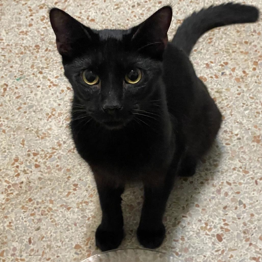 Enlarge Coco, a Adoptable Domestic Short Hair in Boston, MA image 4/6
