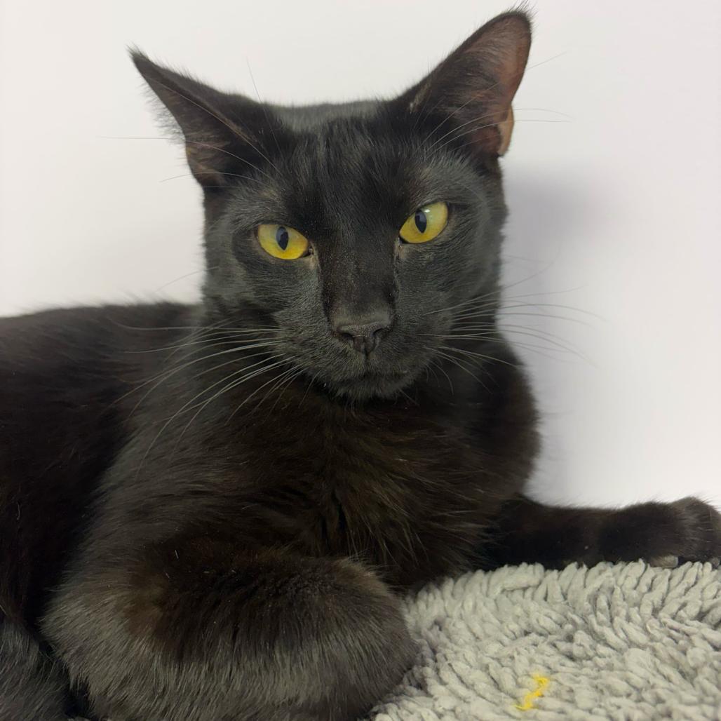 Enlarge Coco, a Adoptable Domestic Short Hair in Boston, MA image 5/6