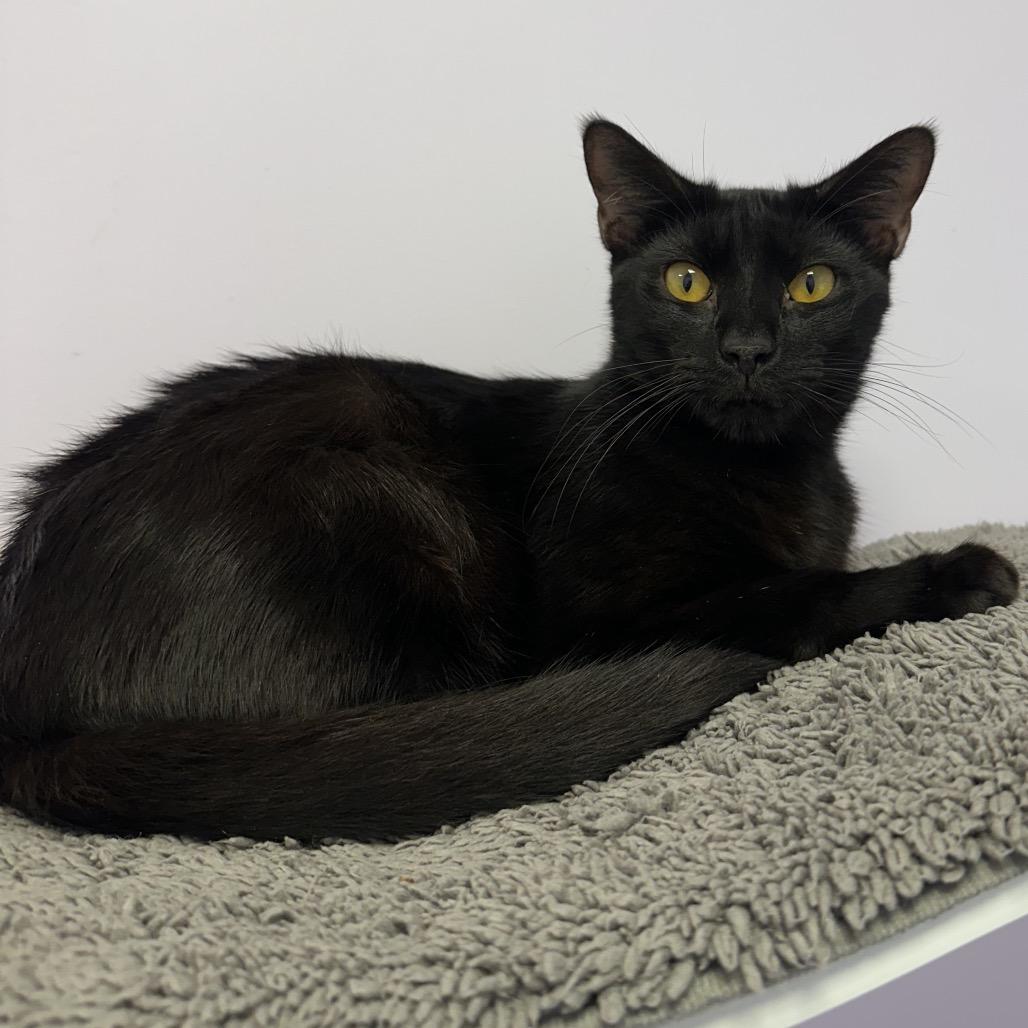 Enlarge Coco, a Adoptable Domestic Short Hair in Boston, MA image 6/6