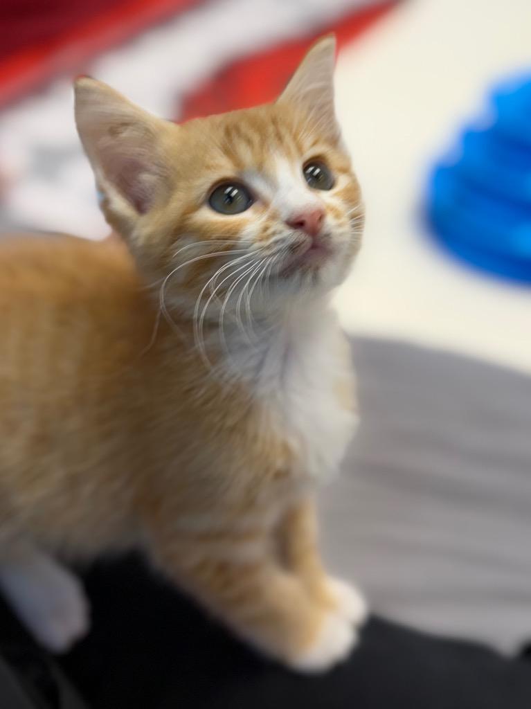 Tangelo, Adoptable, Kitten Male Domestic Short Hair.