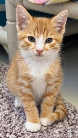 Enlarge Tangelo, a Adoptable mixed breed in Sherwood, AR image 2/2