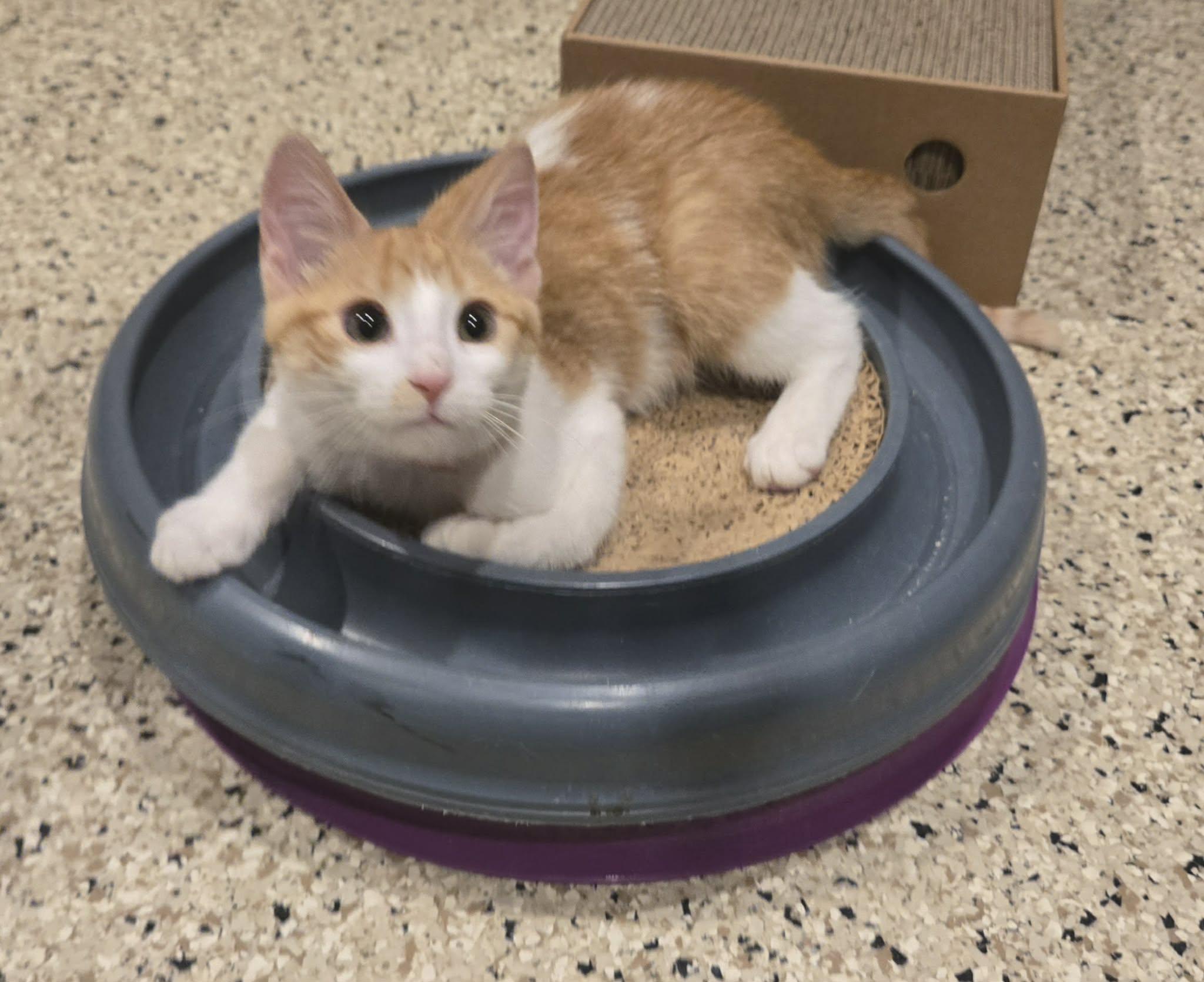 Alvin, Adoptable, Kitten Male Domestic Short Hair.