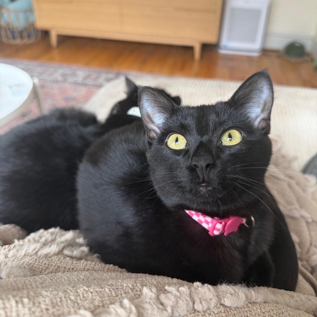 Pepper, a Adoptable Domestic Short Hair in Washougal, WA image 1/5