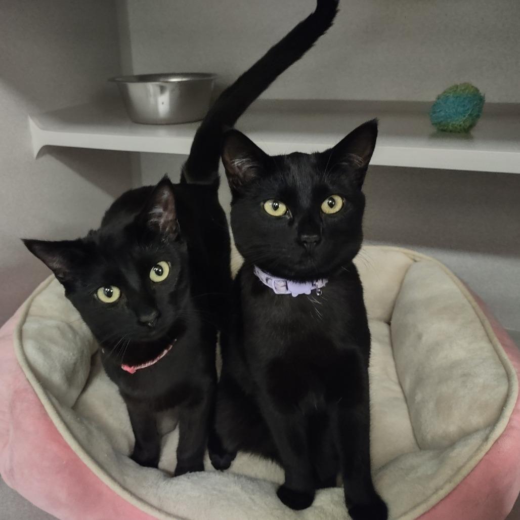 Pepper, a Adoptable Domestic Short Hair in Washougal, WA image 2/5