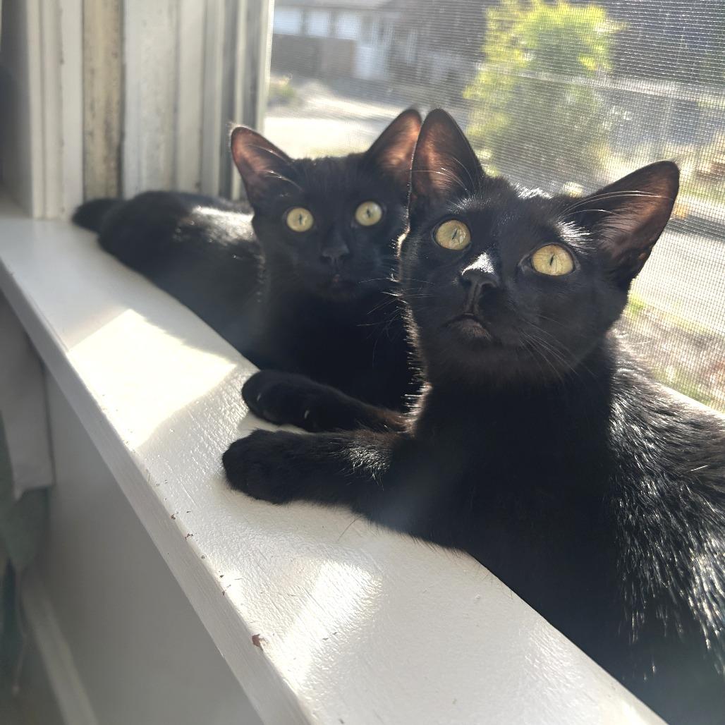 Pepper, a Adoptable Domestic Short Hair in Washougal, WA image 3/5