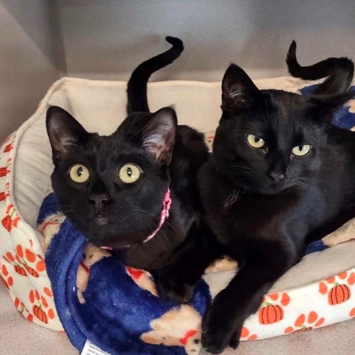 Pepper, a Adoptable Domestic Short Hair in Washougal, WA image 4/5