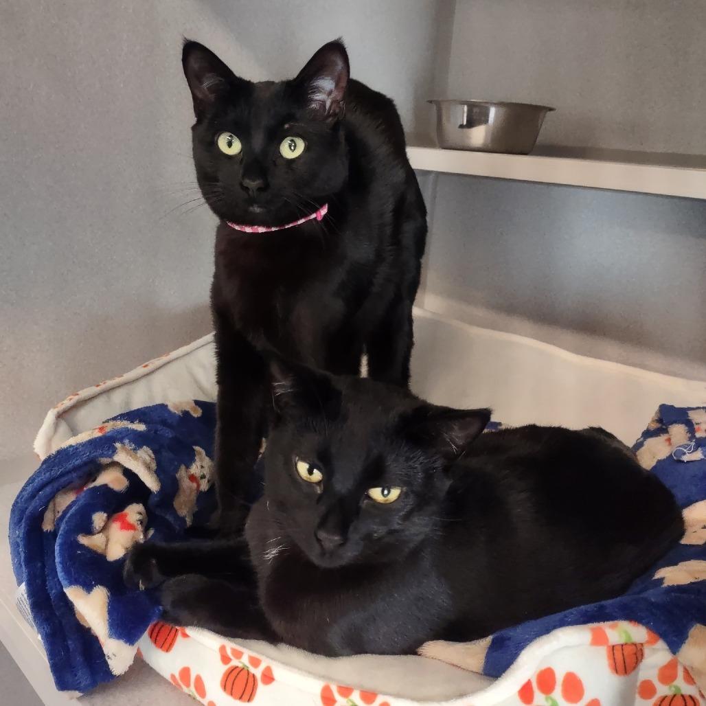 Pepper, a Adoptable Domestic Short Hair in Washougal, WA image 5/5