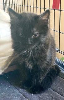 Mia, Adopted, Kitten Female Domestic Long Hair.