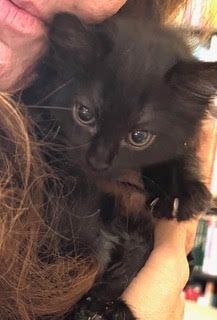 Enlarge Mia, a Adopted Domestic Long Hair in Half Moon Bay, CA image 2/2