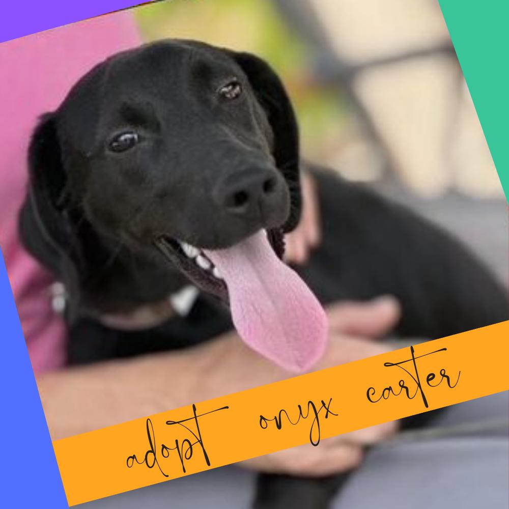 Onyx Carter, Adoptable, Young Female Labrador Retriever.