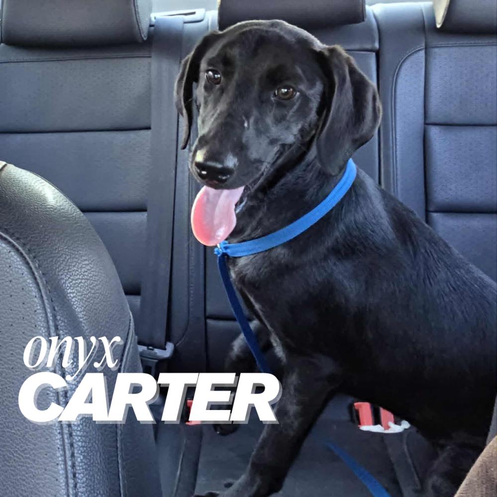 Onyx Carter, a Adoptable mixed breed in Columbus, OH image 4/6