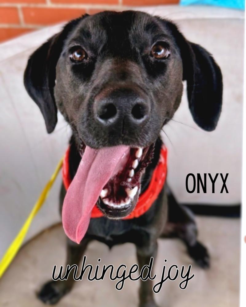 Onyx Carter, a Adoptable mixed breed in Columbus, OH image 5/6