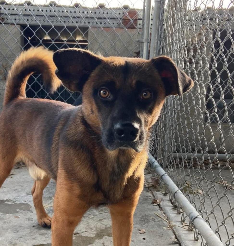 Enlarge JIMMY, a Adoptable Collie in Du Quoin, IL image 1/1