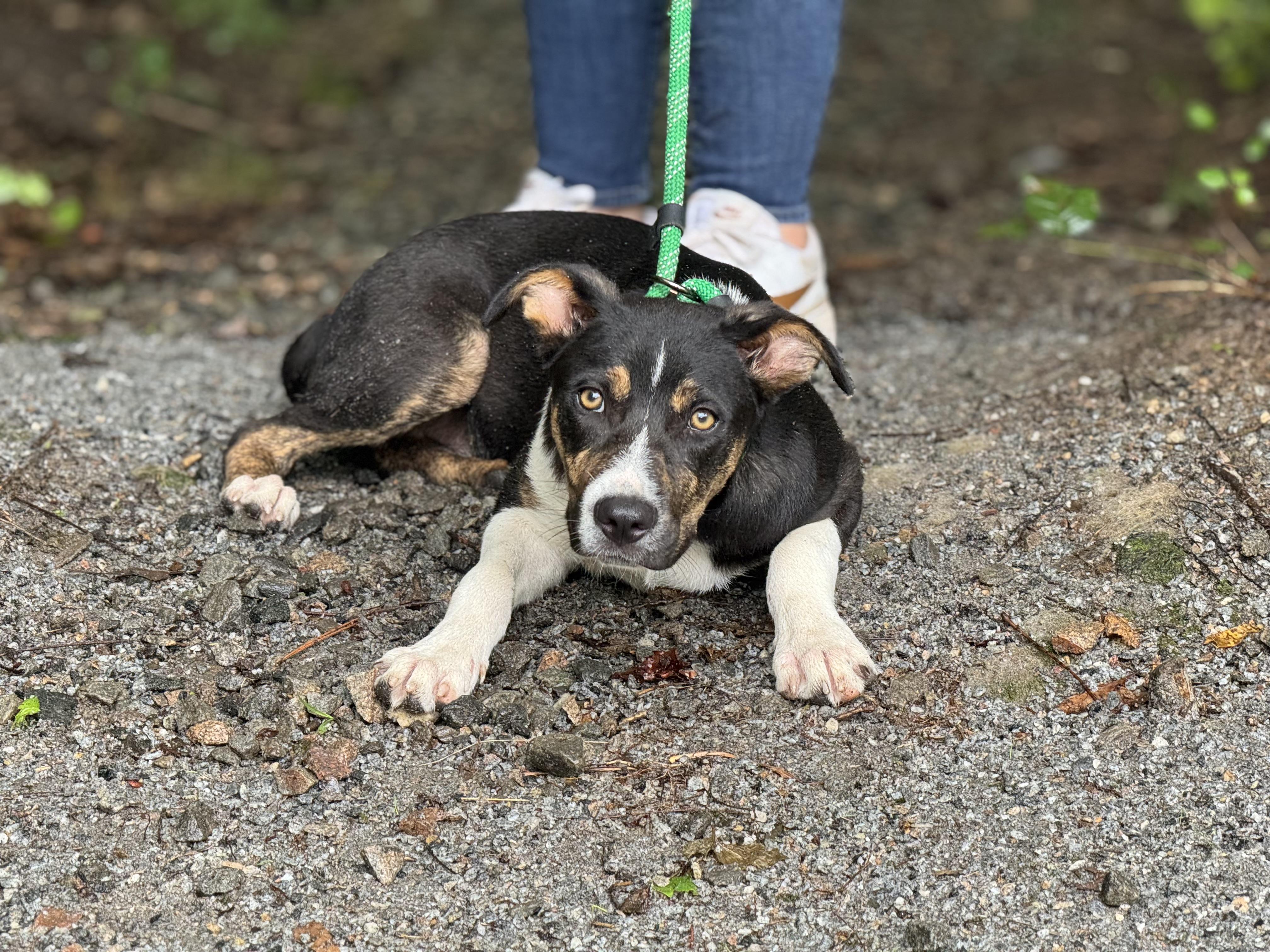 Frankie, a ADOPTABLE mixed breed in Richmond, VA image 6/6