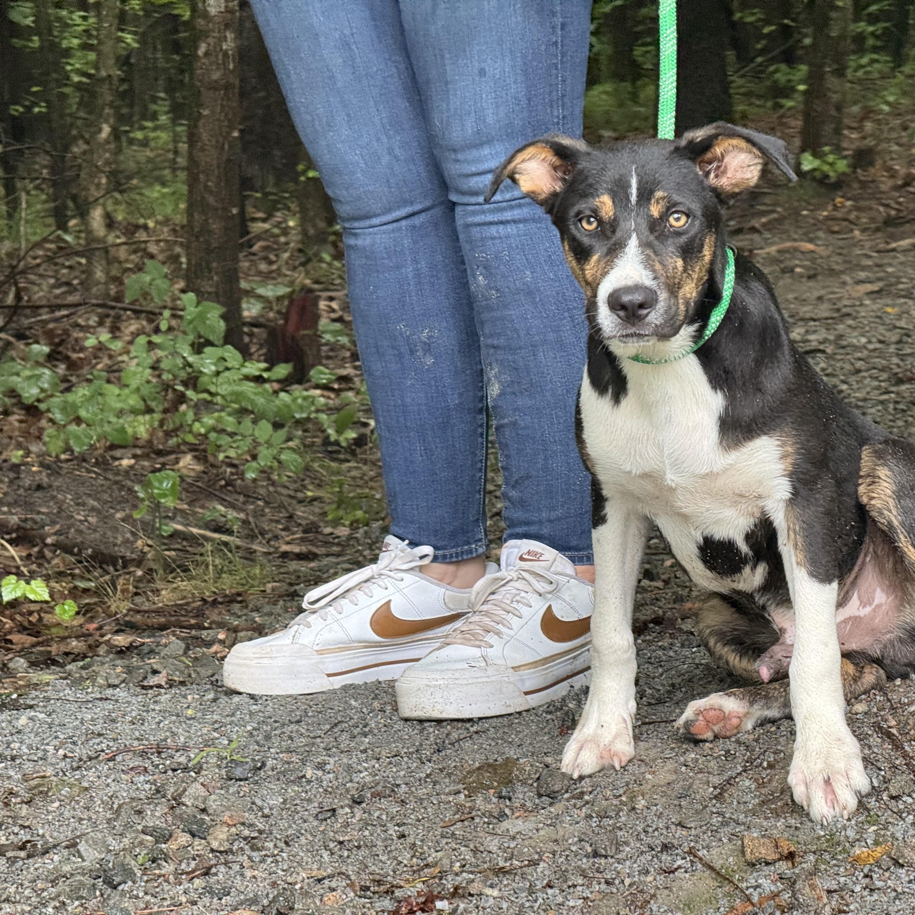 Frankie, a ADOPTABLE mixed breed in Richmond, VA image 5/6
