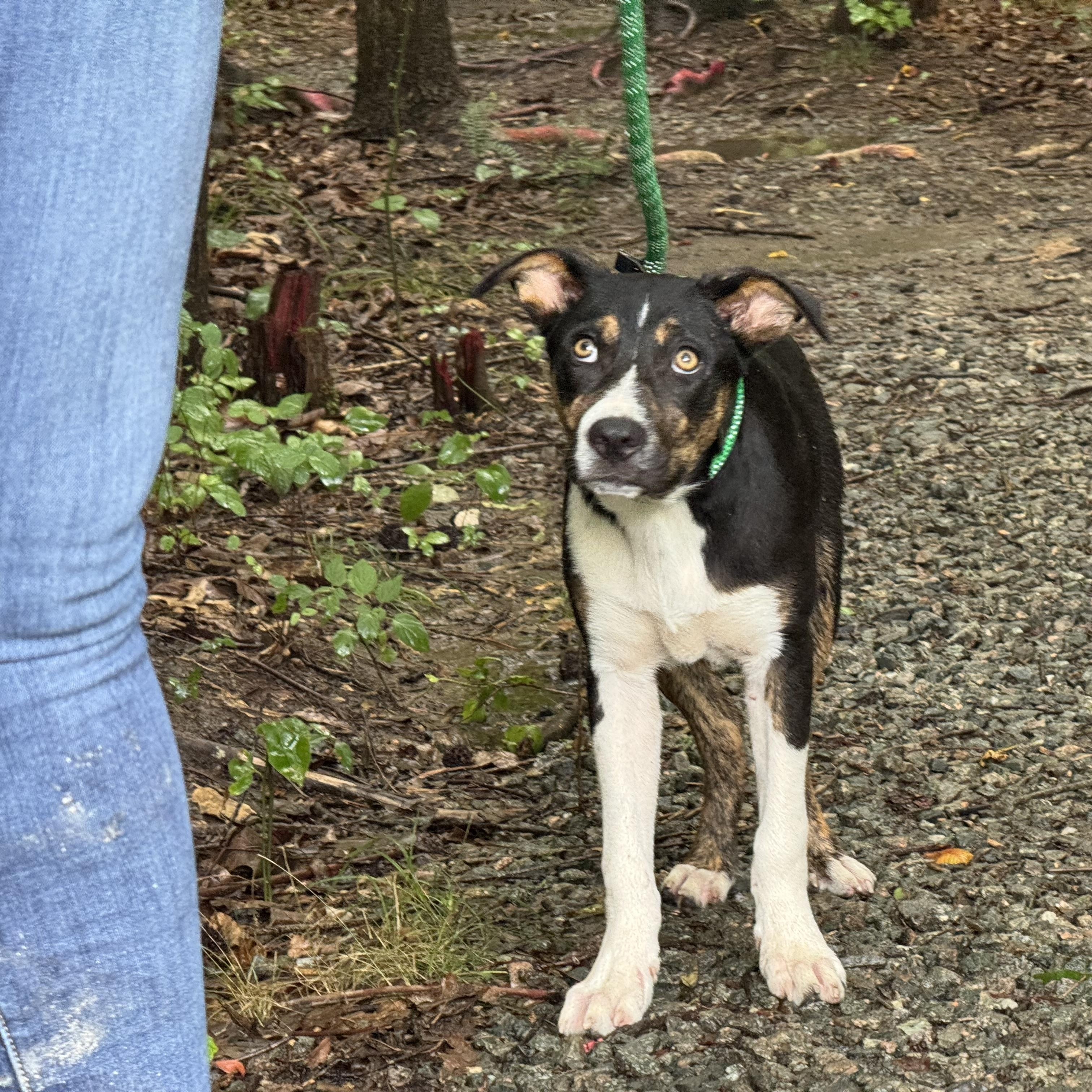 Frankie, a ADOPTABLE mixed breed in Richmond, VA image 4/6