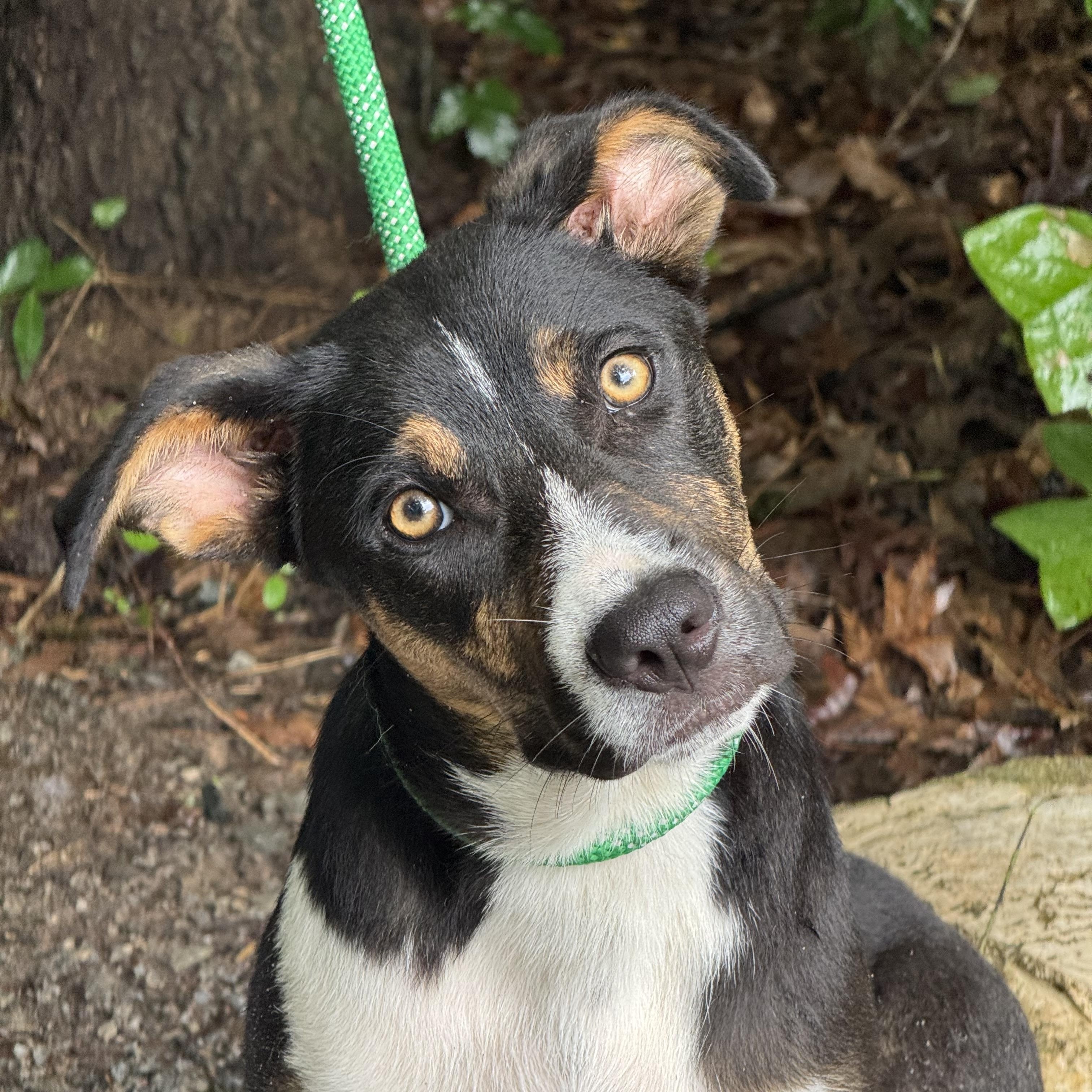 Frankie, a ADOPTABLE mixed breed in Richmond, VA image 1/6