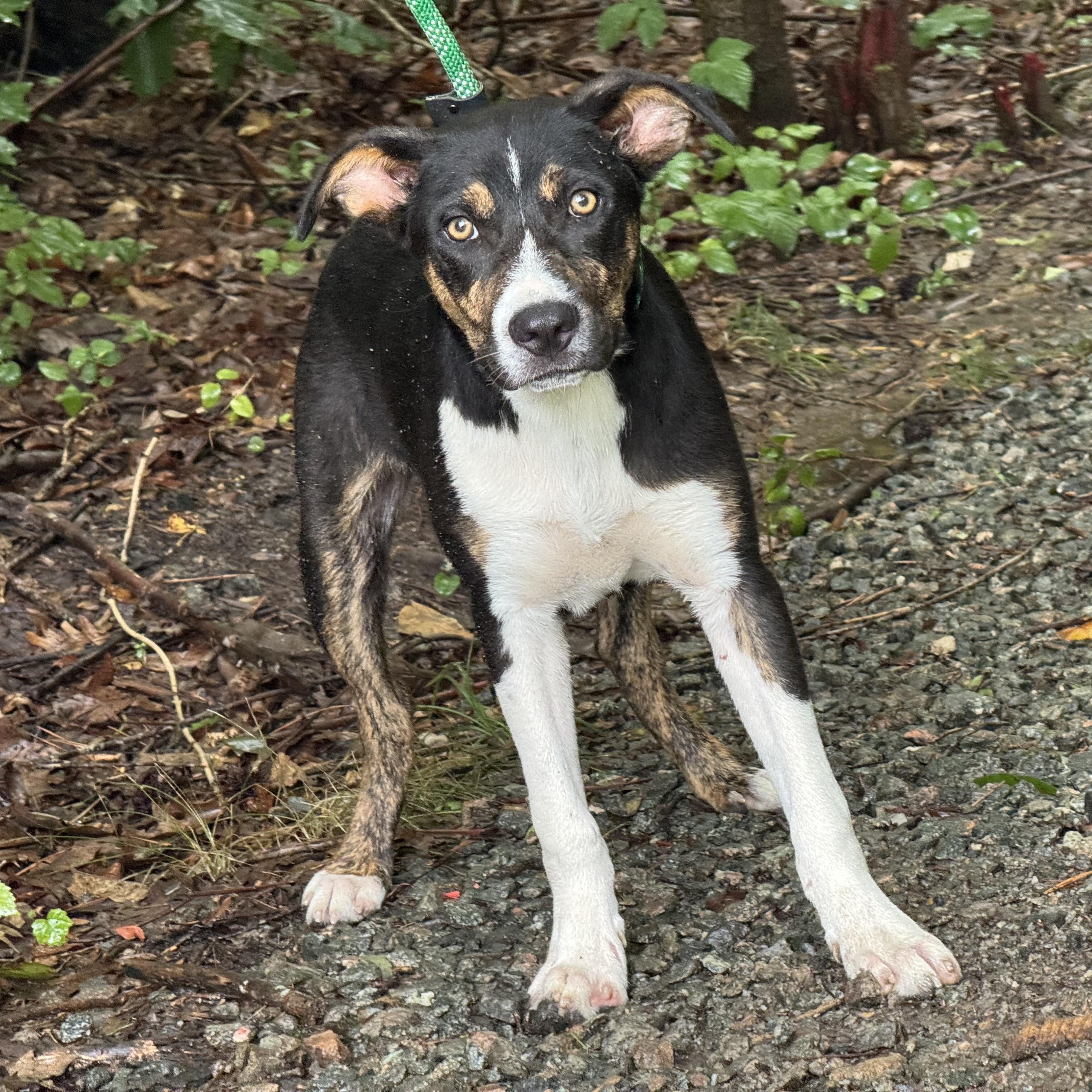 Frankie, a ADOPTABLE mixed breed in Richmond, VA image 3/6