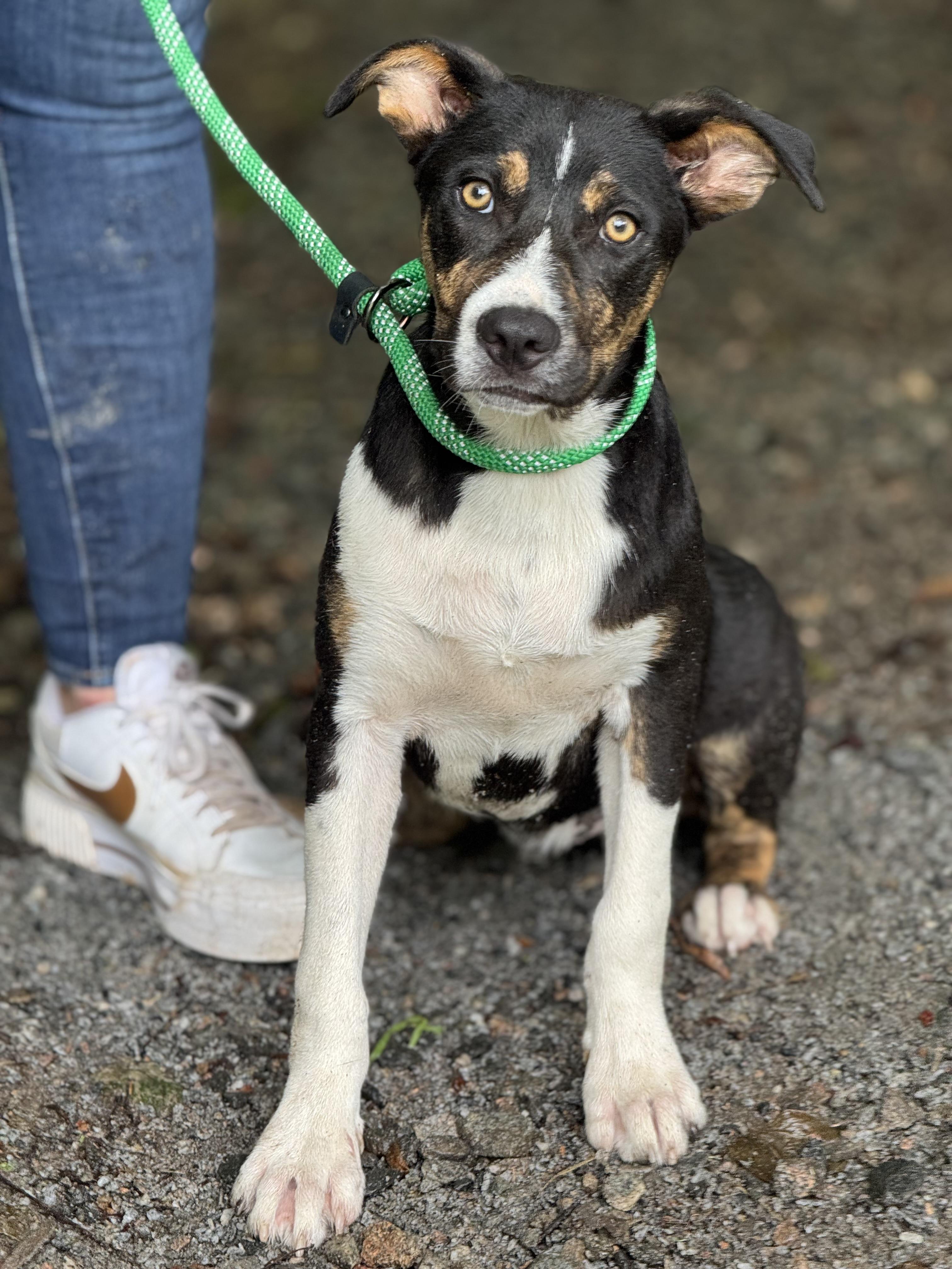 Frankie, a ADOPTABLE mixed breed in Richmond, VA image 2/6