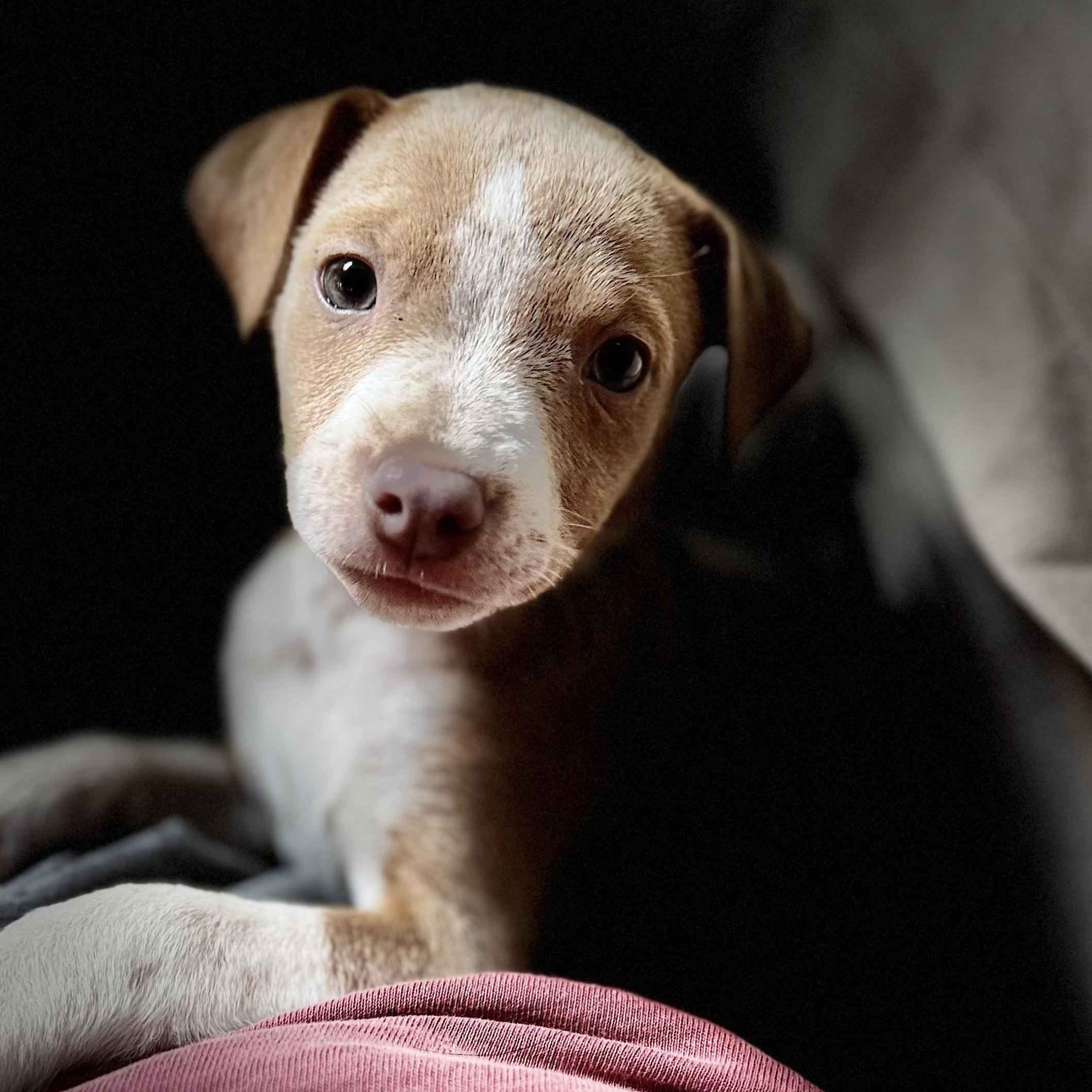Lexi, Adoptable, Puppy Female Beagle & Labrador Retriever.