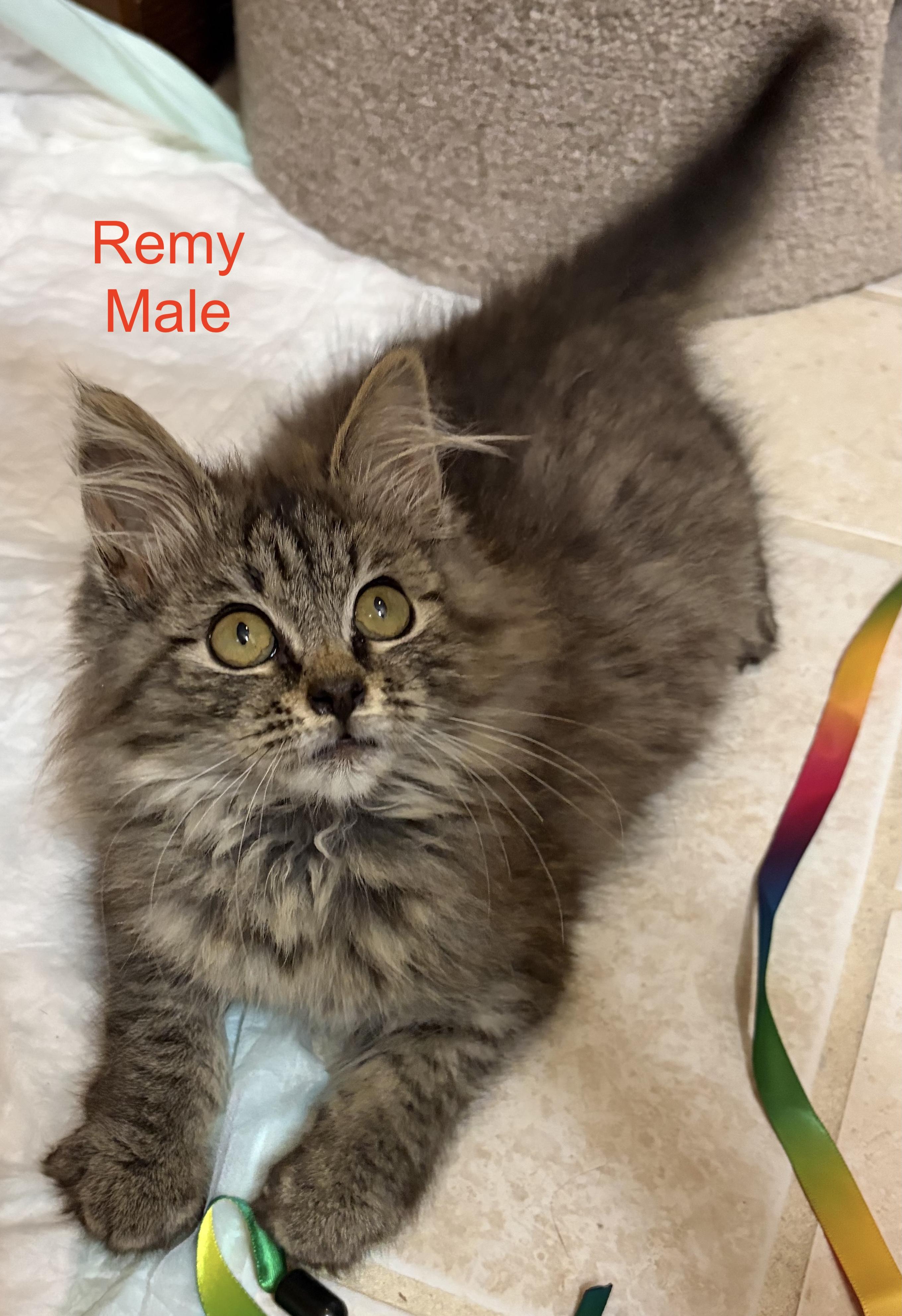 Remy, an adopted Domestic Medium Hair in Murfreesboro, TN image 1/2
