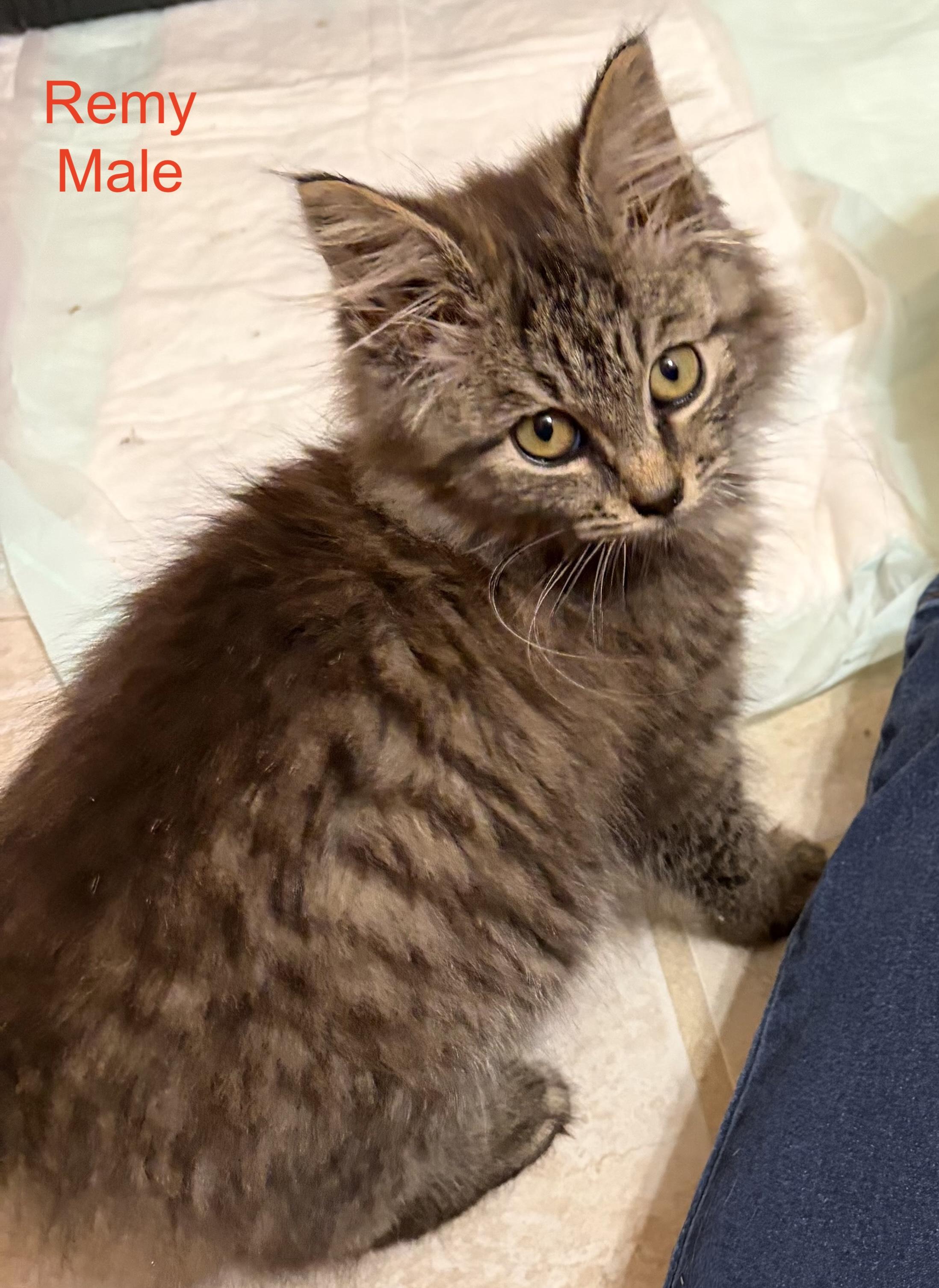 Remy, an adopted Domestic Medium Hair in Murfreesboro, TN image 2/2