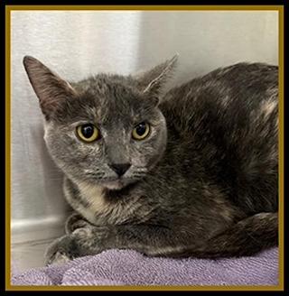 TOWNIE, Adoptable, Young Female Domestic Short Hair.