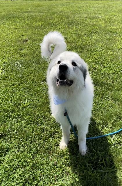 Bumble, Adoptable, Adult Male Great Pyrenees & Mixed Breed.