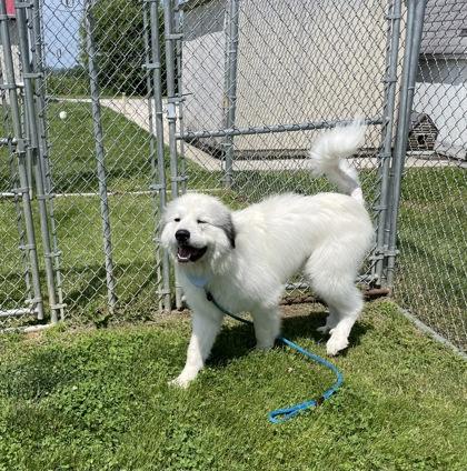Bumble, a Adoptable mixed breed in Columbus, IN image 2/3