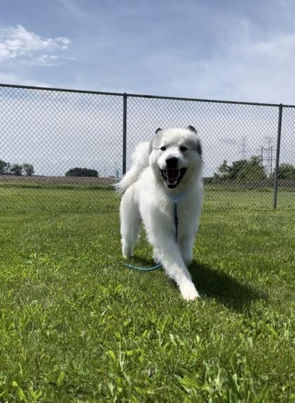 Bumble, a Adoptable mixed breed in Columbus, IN image 3/3