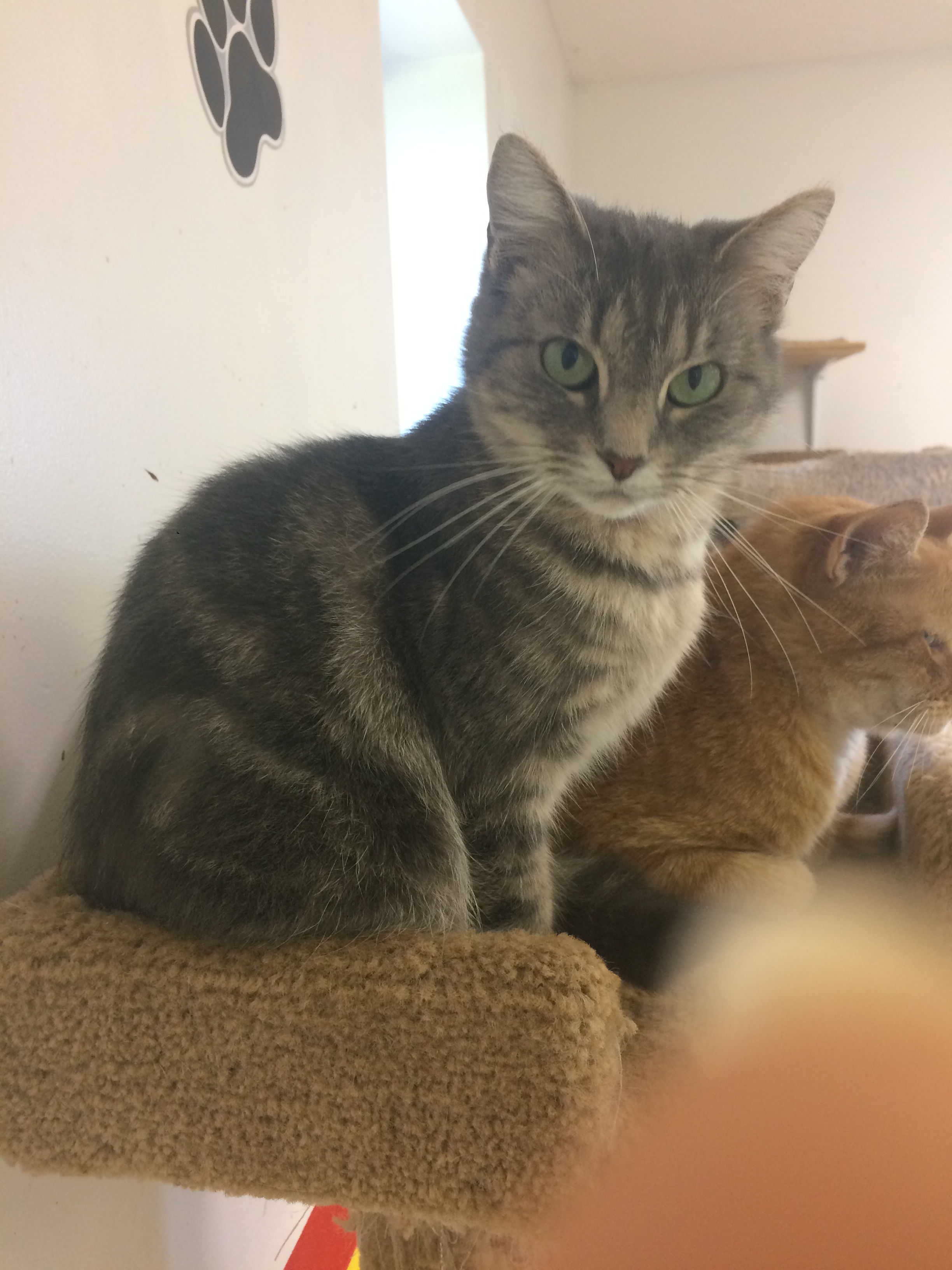 KIWI, a Adoptable mixed breed in Owensboro, KY image 1/12