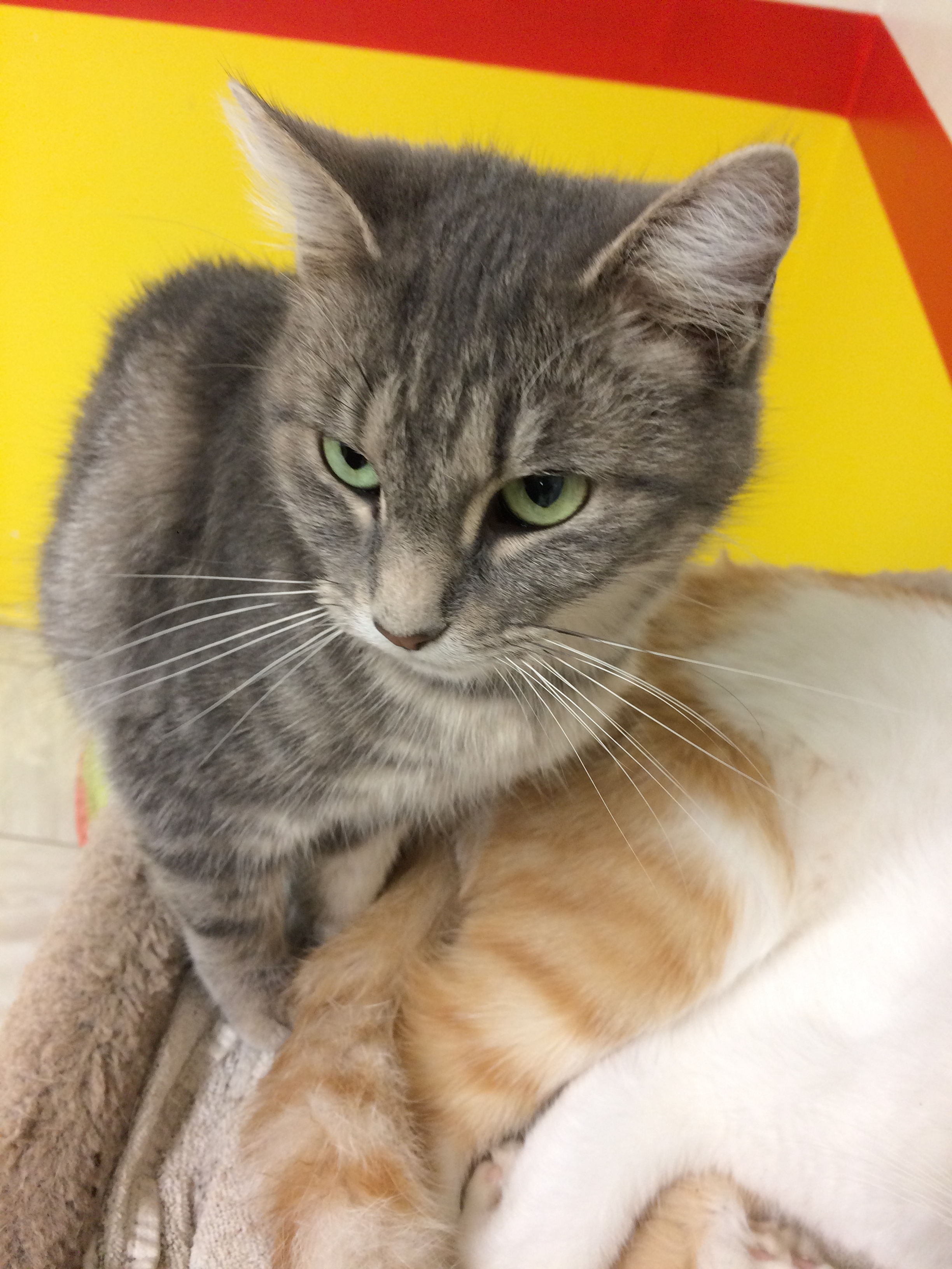 KIWI, a Adoptable mixed breed in Owensboro, KY image 2/12