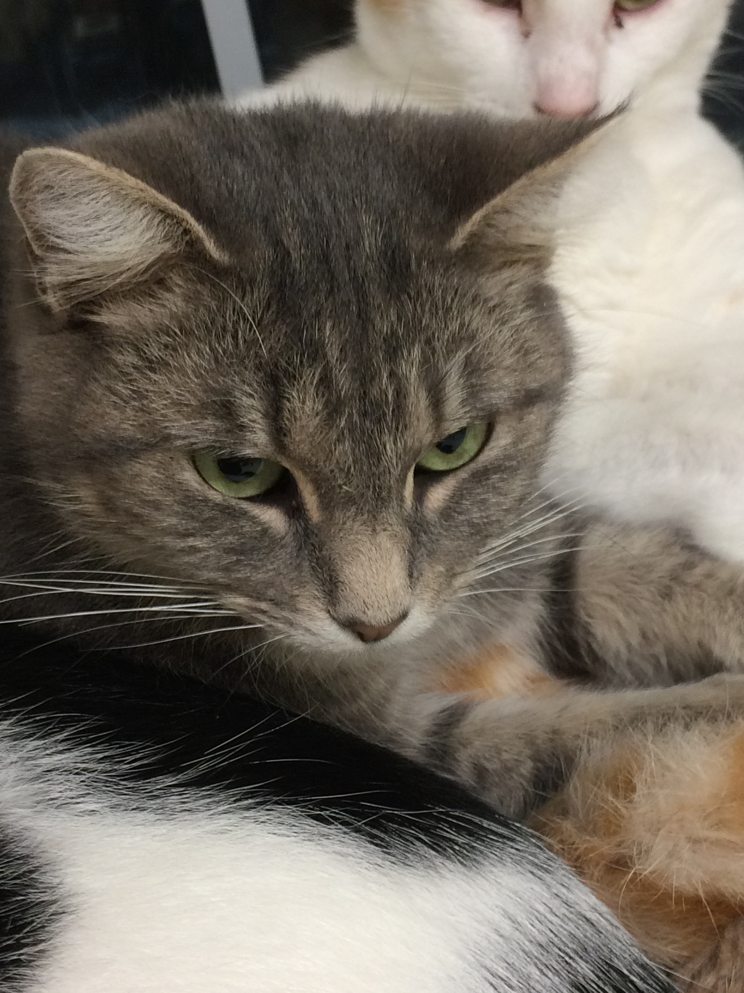 KIWI, a Adoptable mixed breed in Owensboro, KY image 3/12