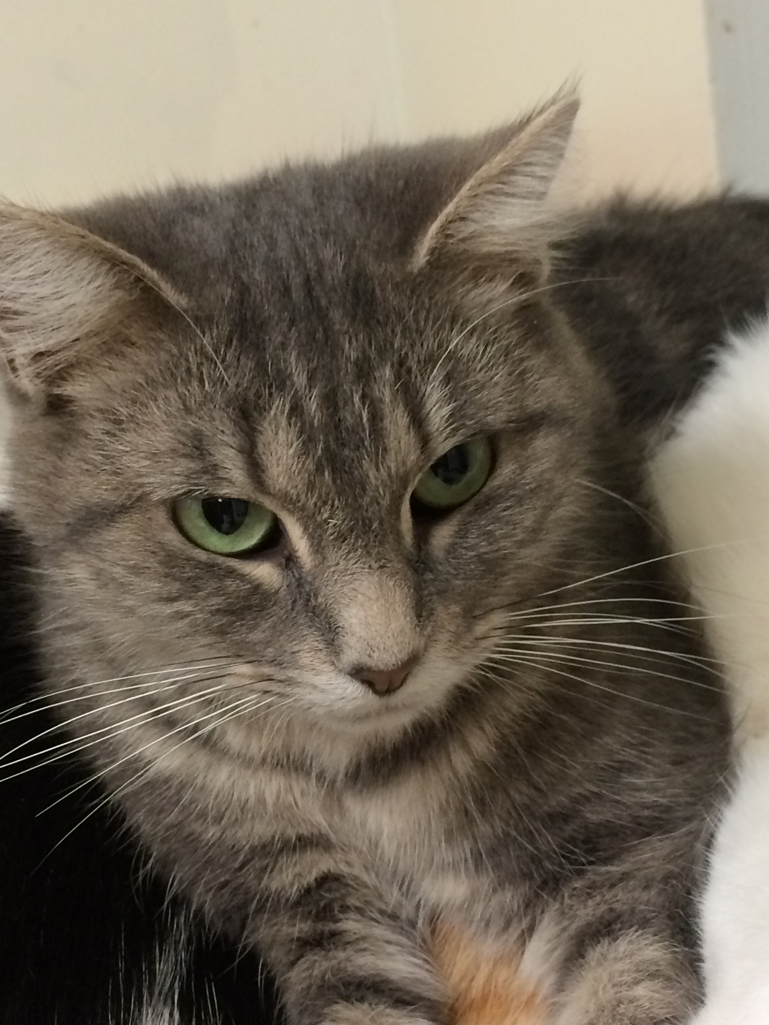 KIWI, a Adoptable mixed breed in Owensboro, KY image 4/12