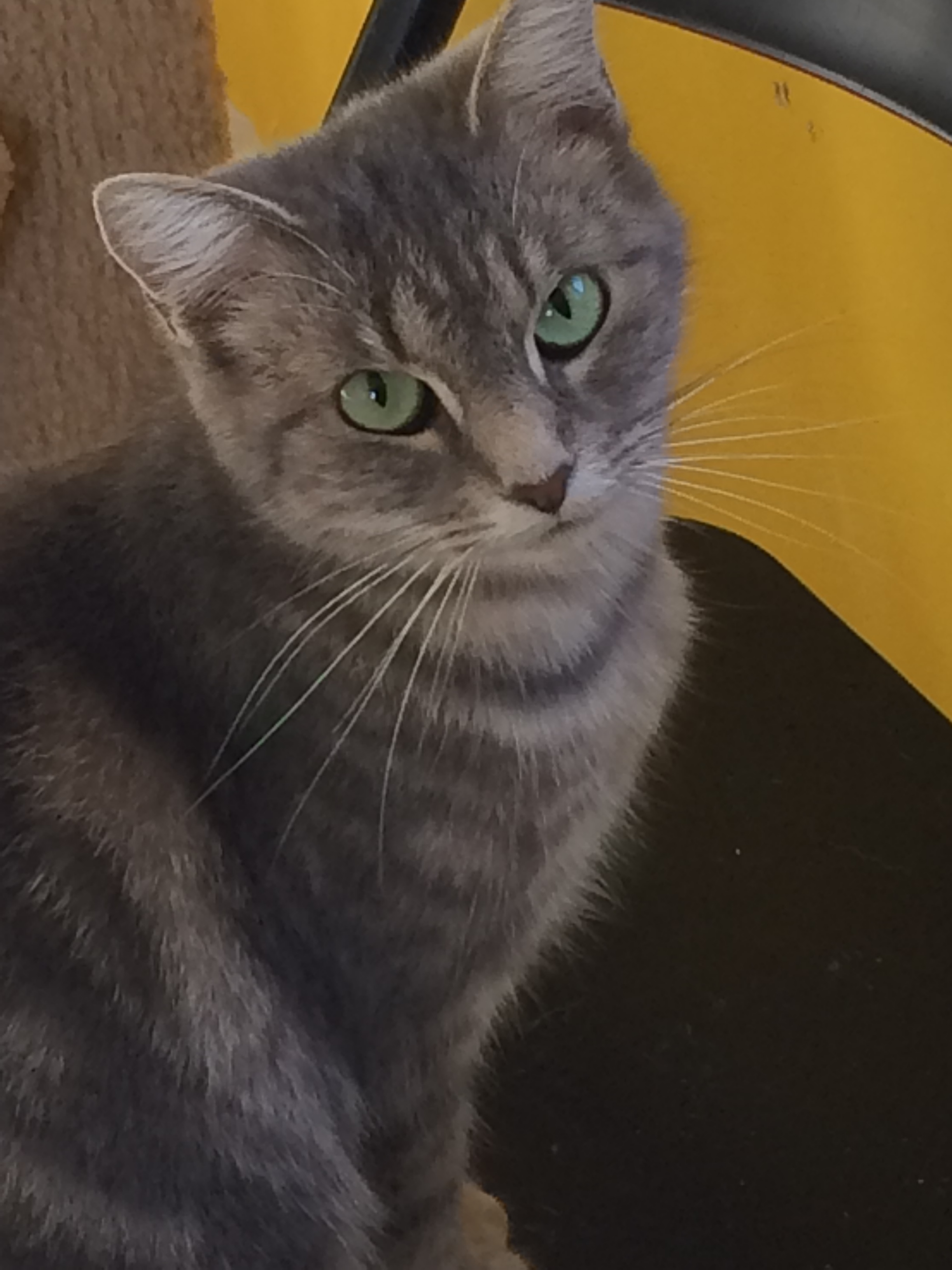 KIWI, Adoptable, Adult Male Tabby.