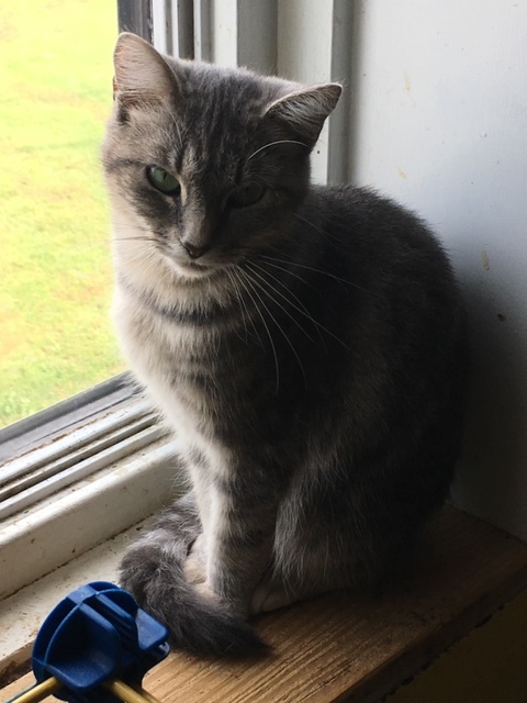 KIWI, a Adoptable mixed breed in Owensboro, KY image 6/12