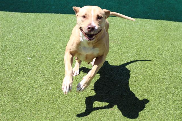 DONNA, Adoptable, Young Female American Staffordshire Terrier & Mixed Breed.