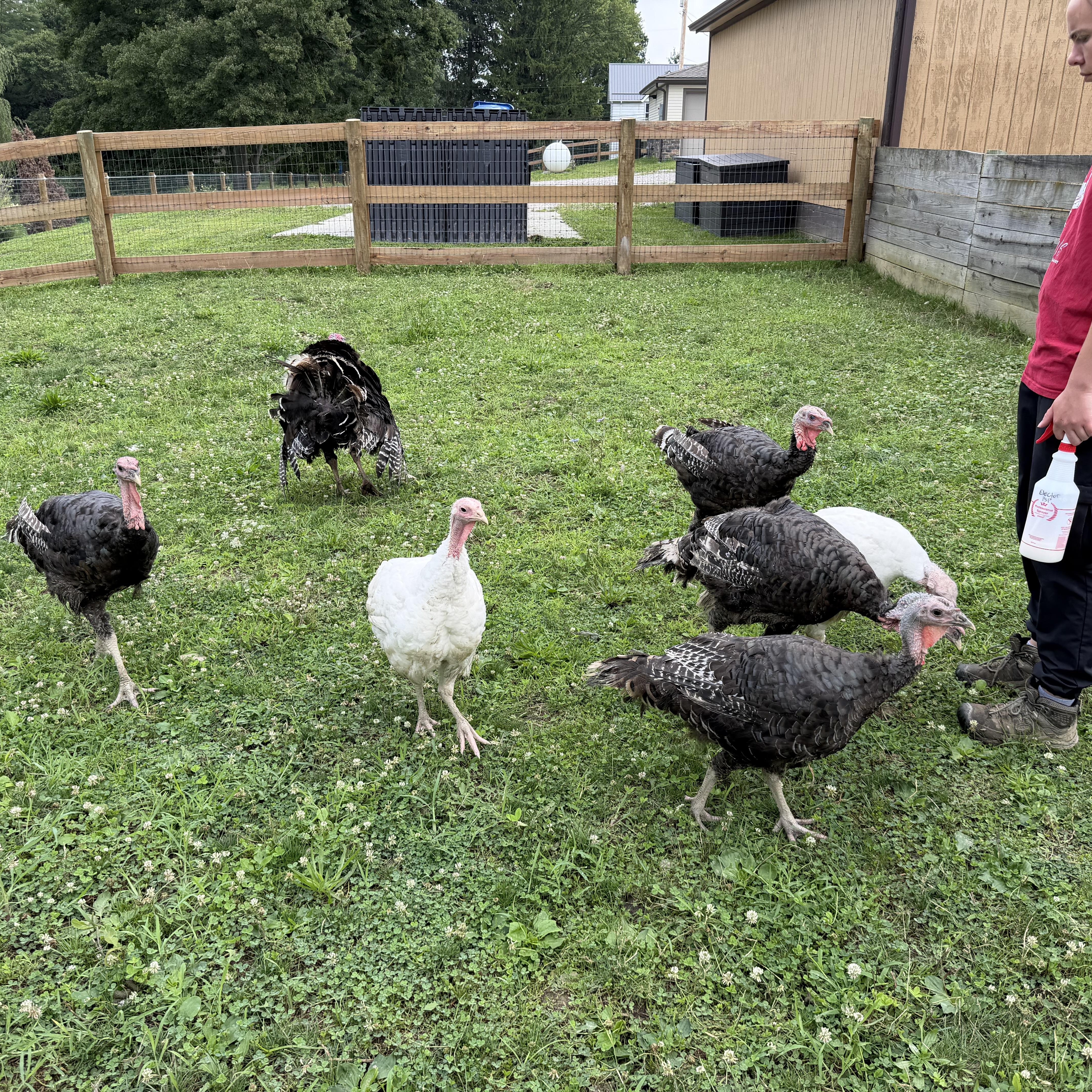 Enlarge Turkeys (3 toms), a Adopted Turkey in Ravenna, OH image 1/1