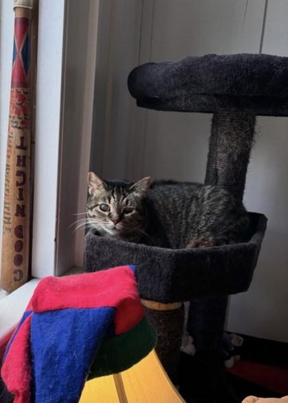 Mrs. Emily (in a foster home), Adoptable, Senior Female Domestic Short Hair & Domestic Short Hair.