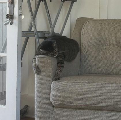 Mrs. Emily (in a foster home), Adoptable, Senior Female Domestic Short Hair & Domestic Short Hair.