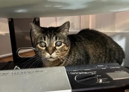 Enlarge Mrs. Emily (in a foster home), a Adoptable mixed breed in Baton Rouge, LA image 2/3