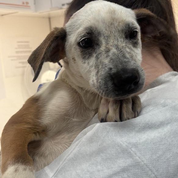 Enlarge Grits, a Adoptable mixed breed in New York, NY image 2/2