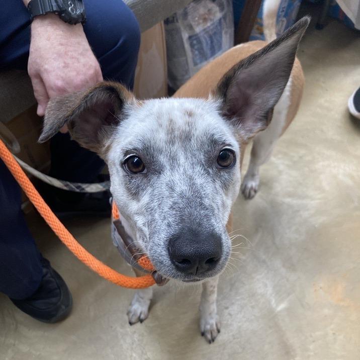 Grits, Adoptable, Young Female Rough Collie & Mixed Breed.