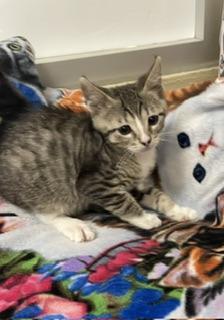Enlarge Bernice, a Adoptable Tabby in Parlier, CA image 1/1