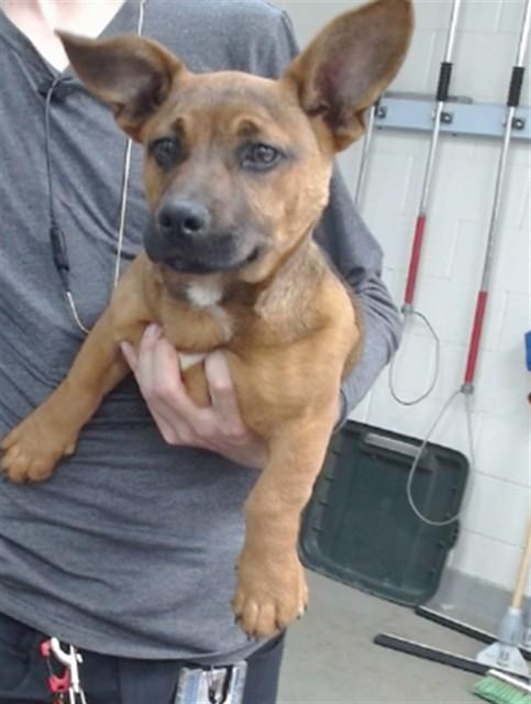 ROCCO, Adoptable, Young Male Dachshund & Mixed Breed.